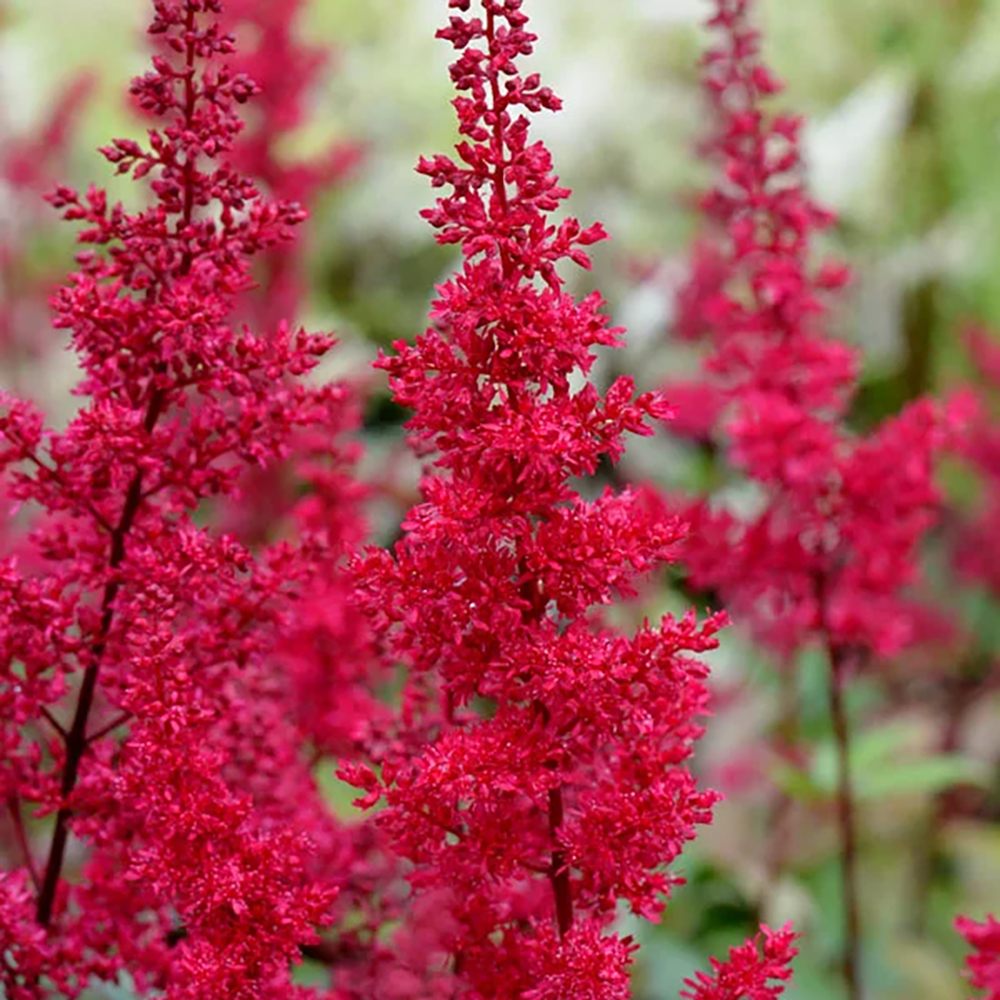 Astilbe Fanal, cu flori rosu aprins