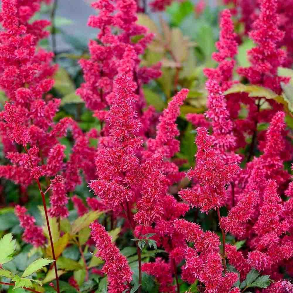 Astilbe Fanal, cu flori rosu aprins