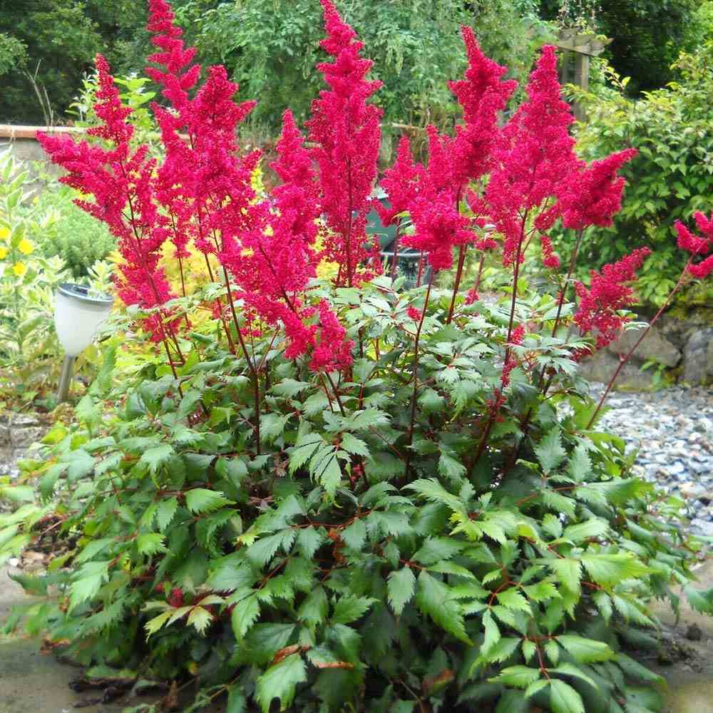 Astilbe Fanal, cu flori rosu aprins