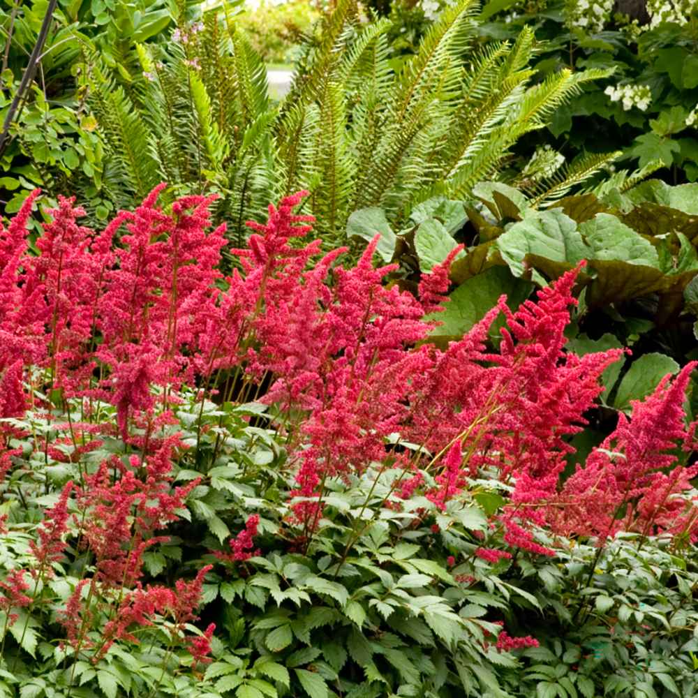 Astilbe Fanal, cu flori rosu aprins