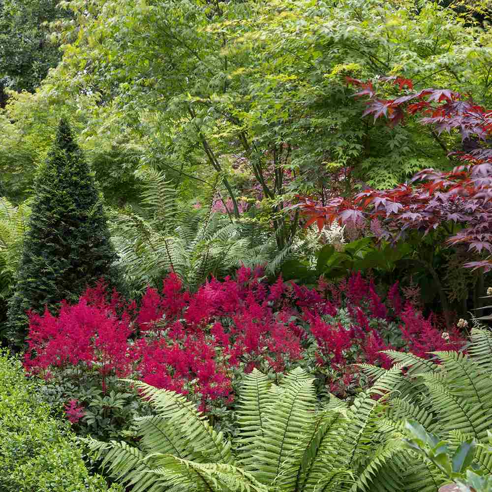 Astilbe Fanal, cu flori rosu aprins