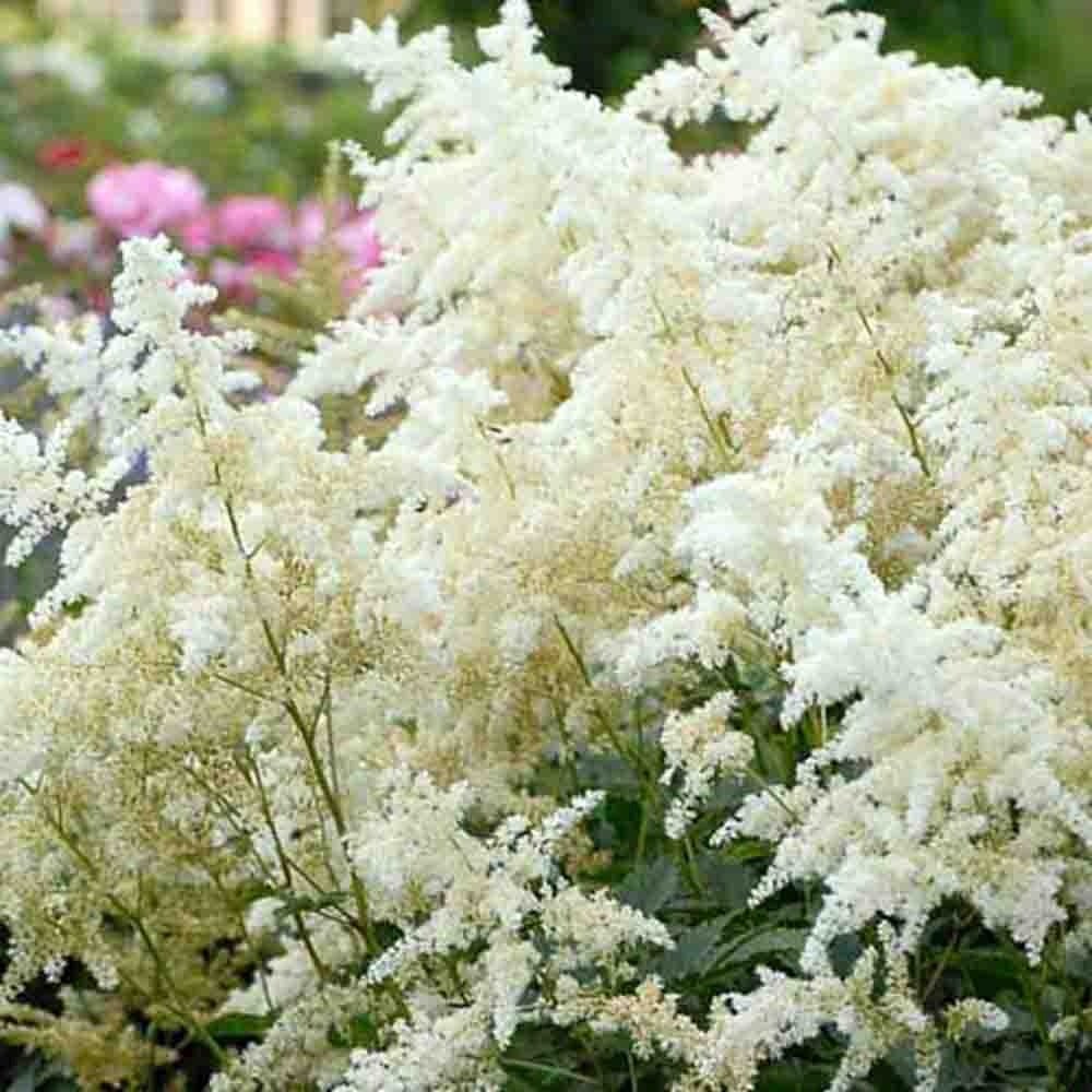 Astilbe Germania (Deutschland), cu flori albe