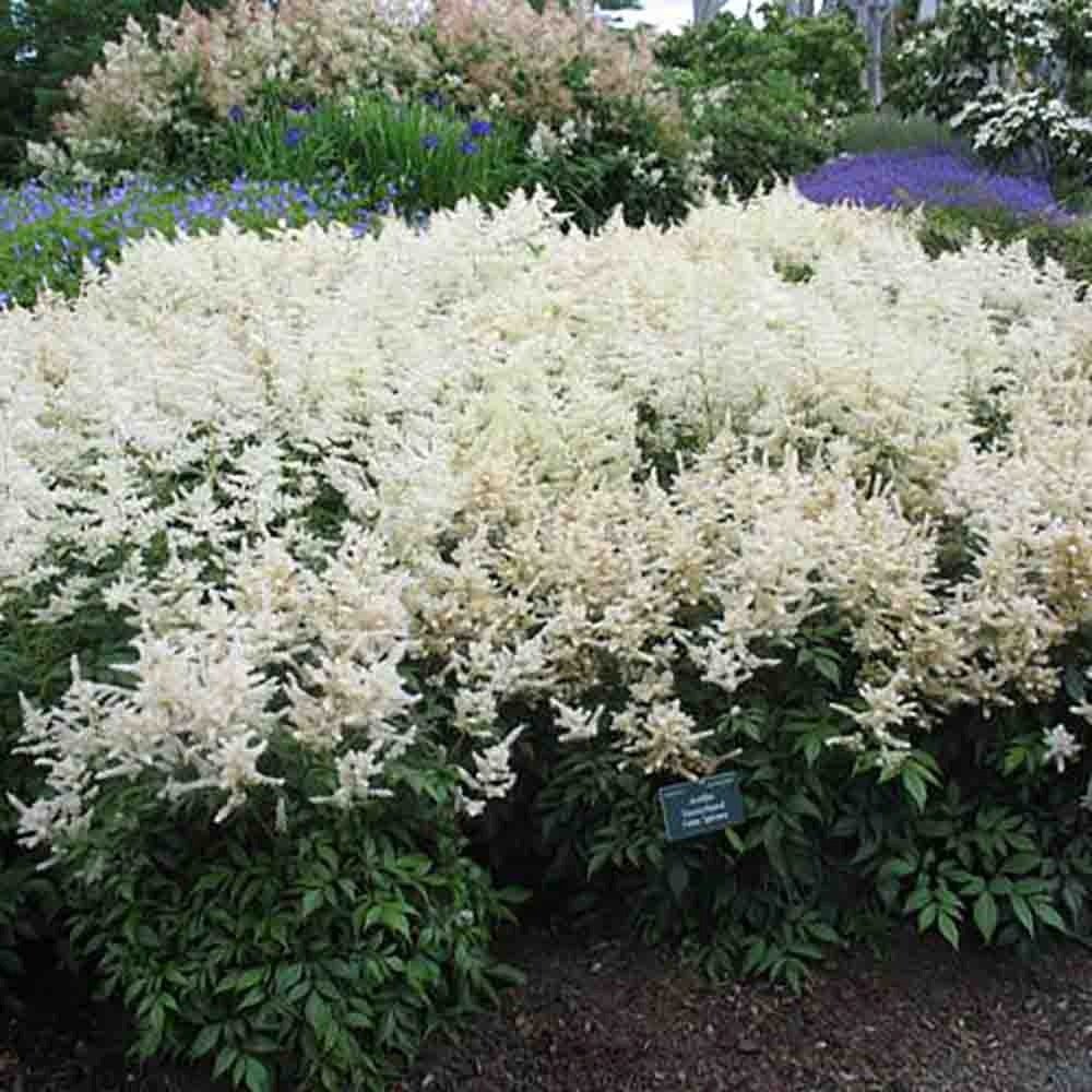 Astilbe Germania (Deutschland), cu flori albe
