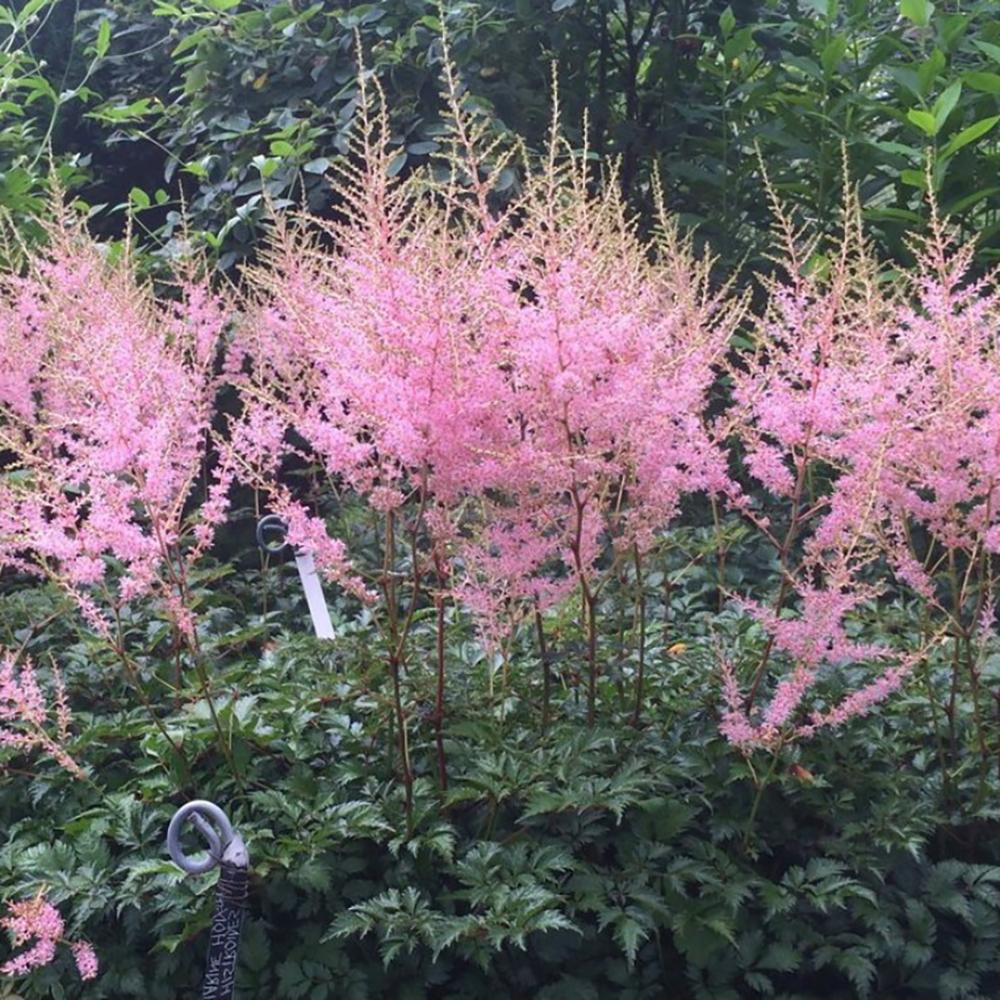Astilbe Hennie Graafland, cu flori roz