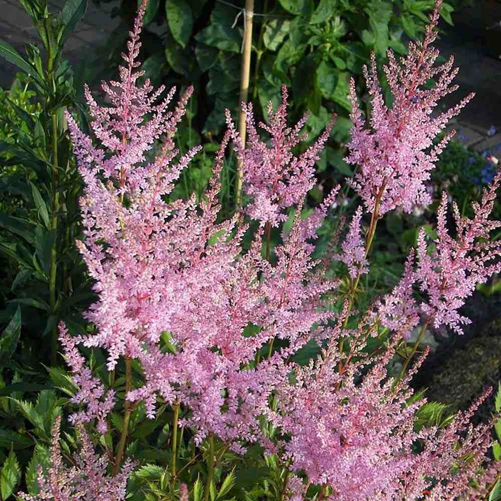 Astilbe Hennie Graafland, cu flori roz