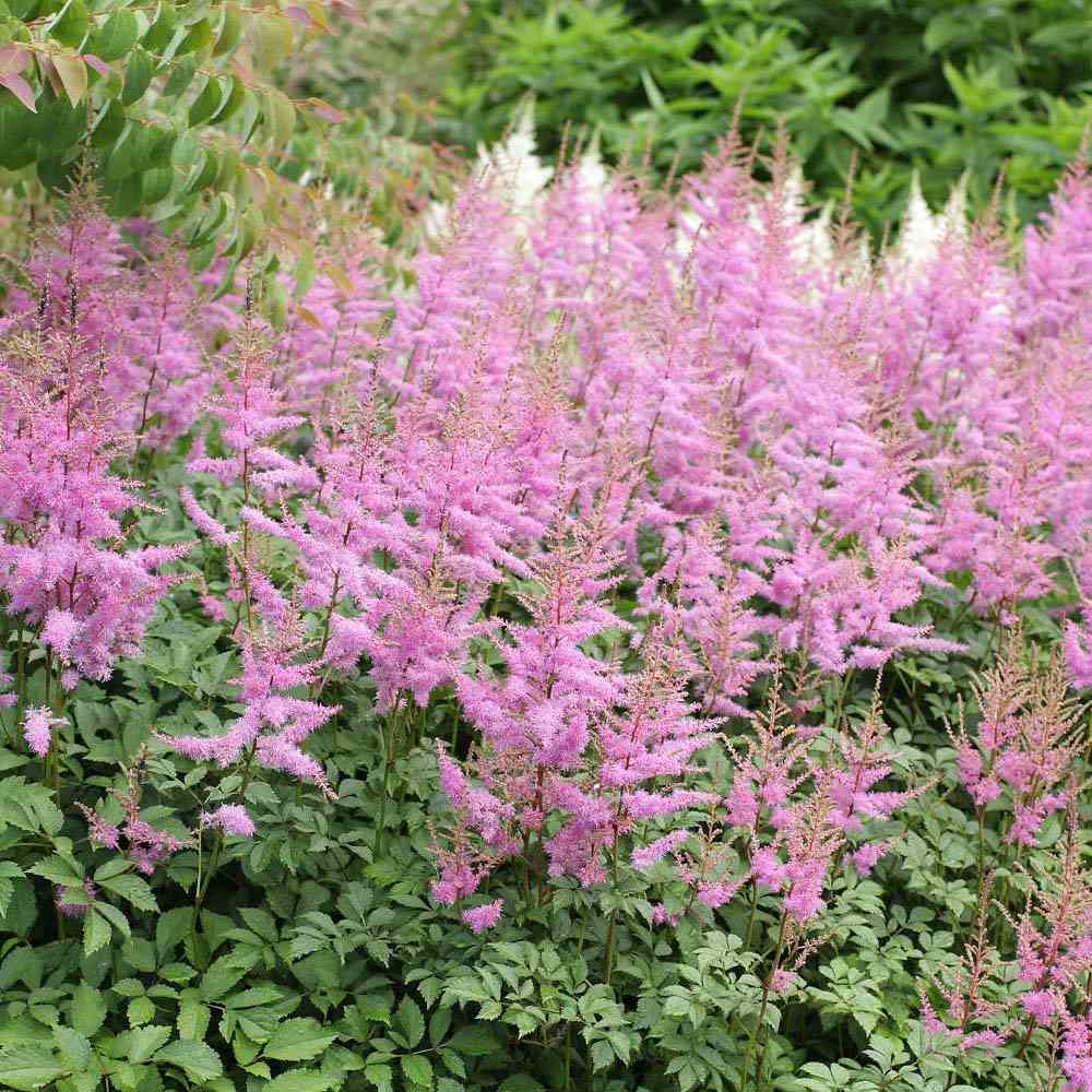 Astilbe Hennie Graafland, cu flori roz