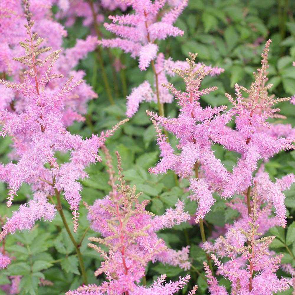 Astilbe Hennie Graafland, cu flori roz