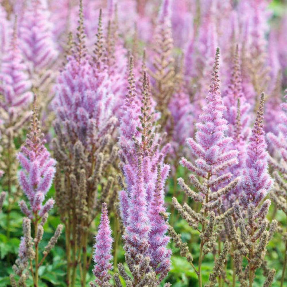 Astilbe Pumilia, cu flori roz-lila