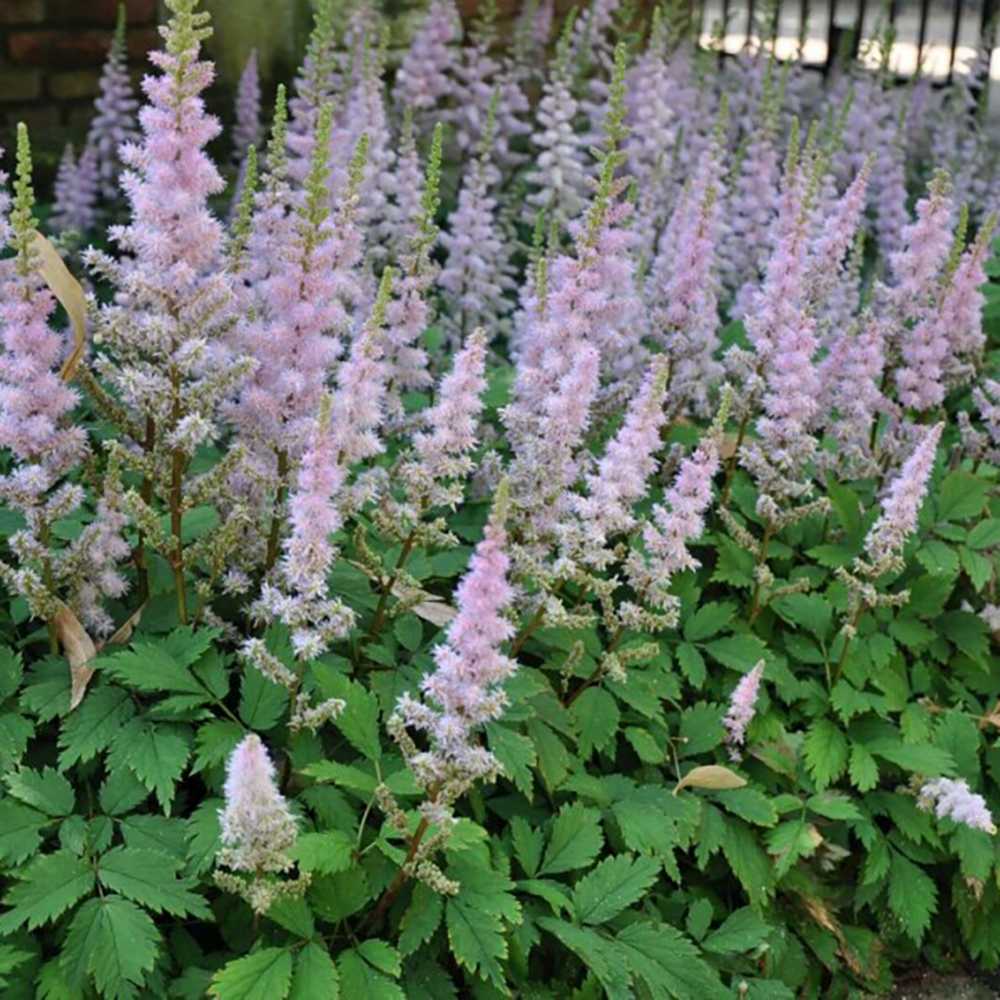 Astilbe Pumilia, cu flori roz-lila