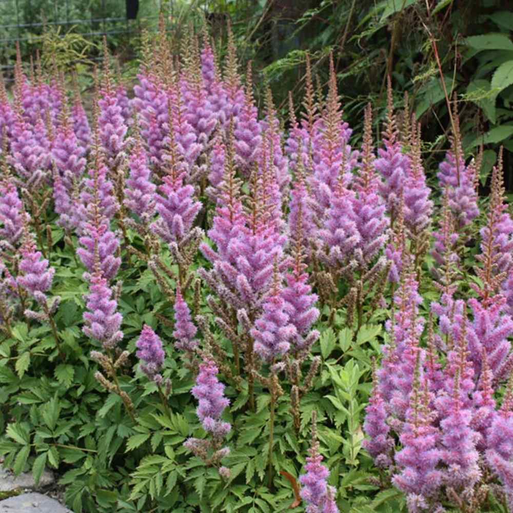 Astilbe Pumilia, cu flori roz-lila