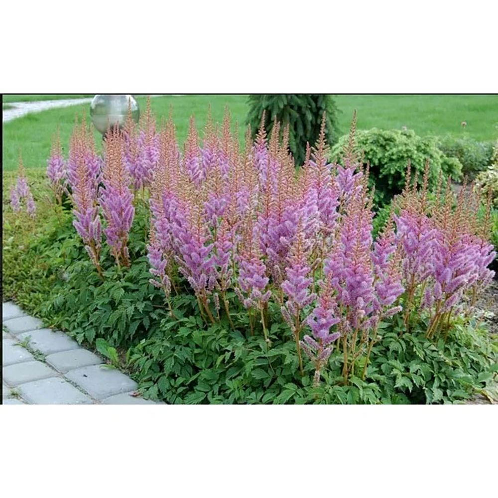 Astilbe Pumilia, cu flori roz-lila