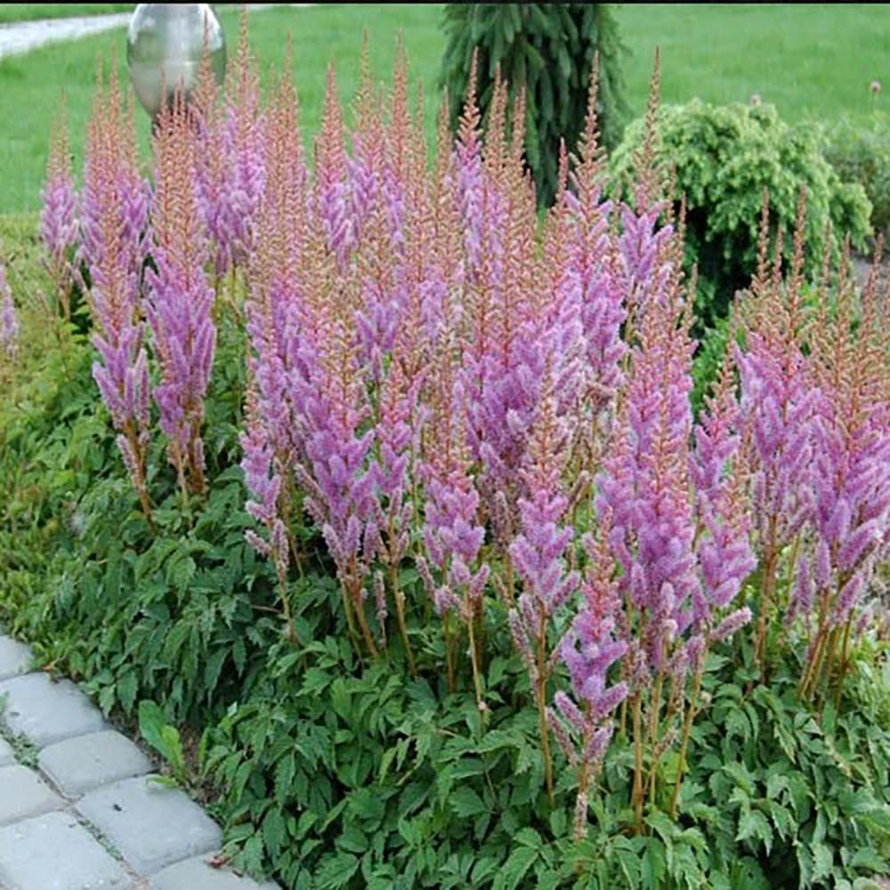 Astilbe Pumilia, cu flori roz-lila