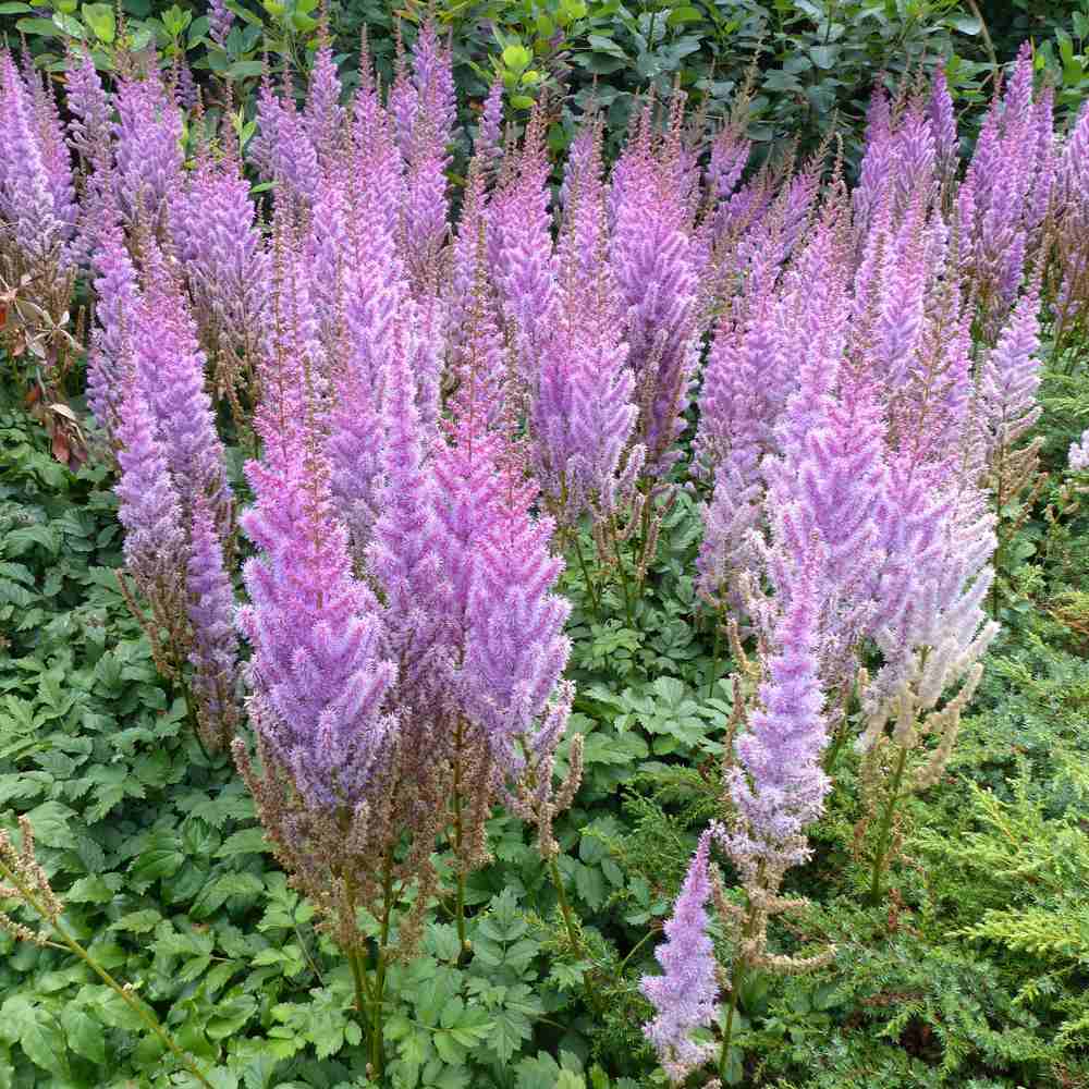 Astilbe Pumilia, cu flori roz-lila