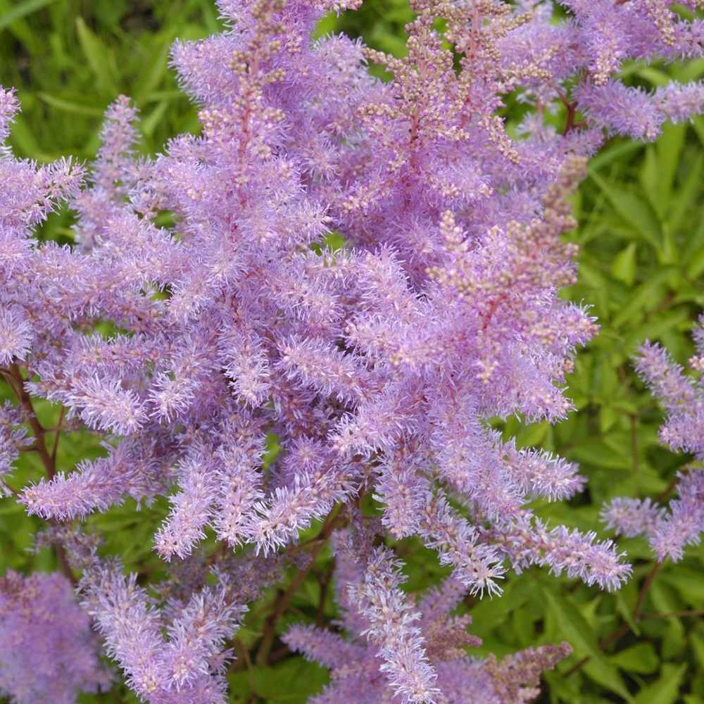 Astilbe Pumilia, cu flori roz-lila