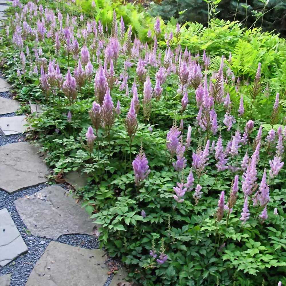 Astilbe Pumilia, cu flori roz-lila