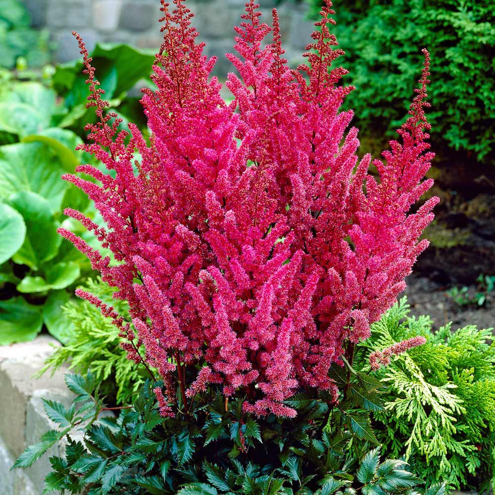Astilbe Raspberry