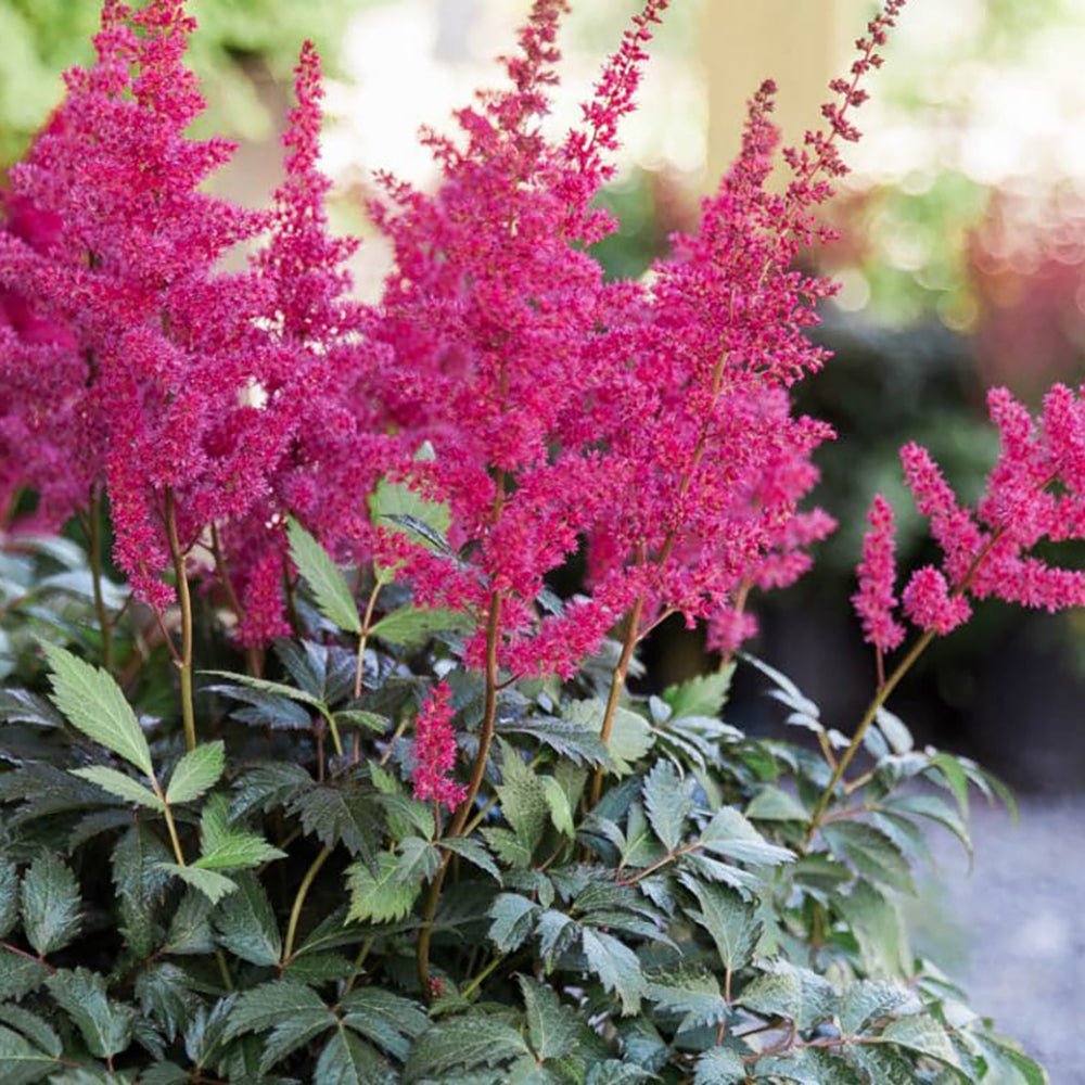 Astilbe Raspberry