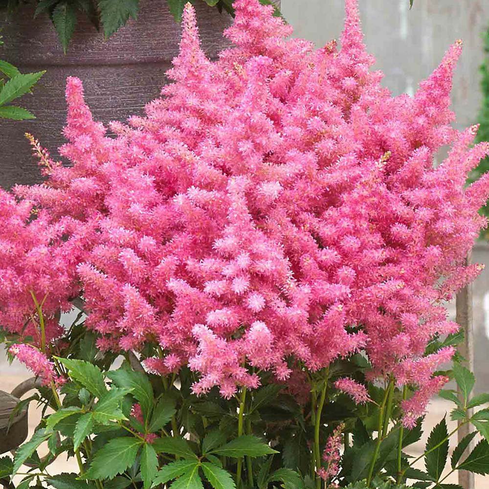 Astilbe Raspberry