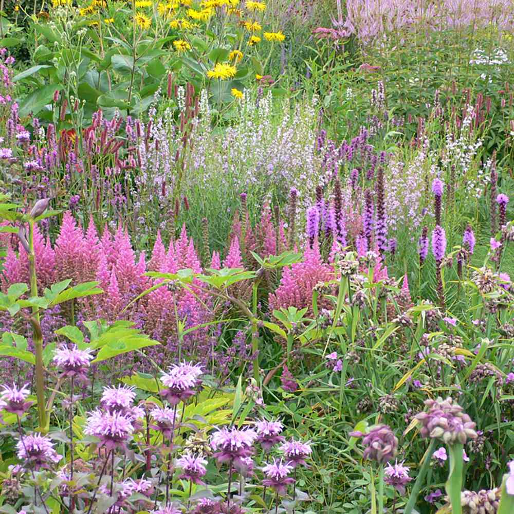 Astilbe Vision in Pink, cu flori roz-pink