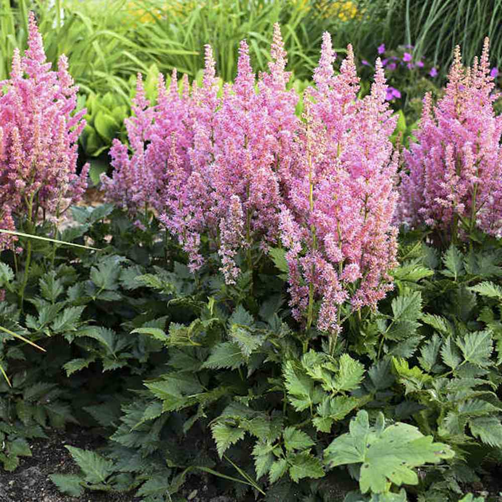 Astilbe Vision in Pink, cu flori roz-pink