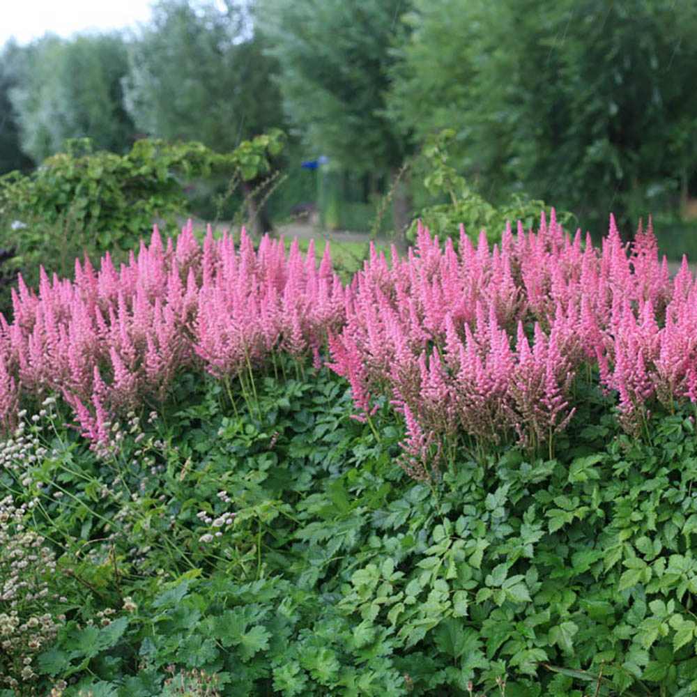 Astilbe Vision in Pink, cu flori roz-pink