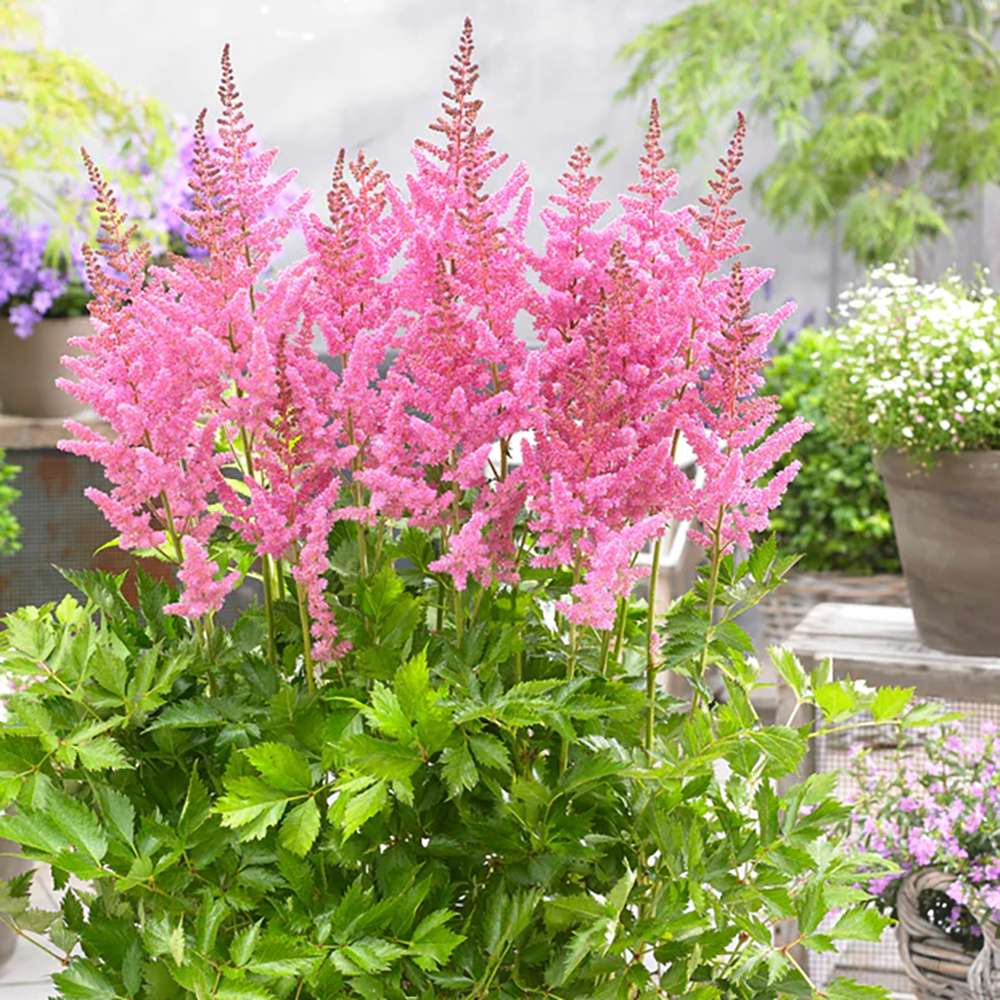 Astilbe Vision in Pink, cu flori roz-pink