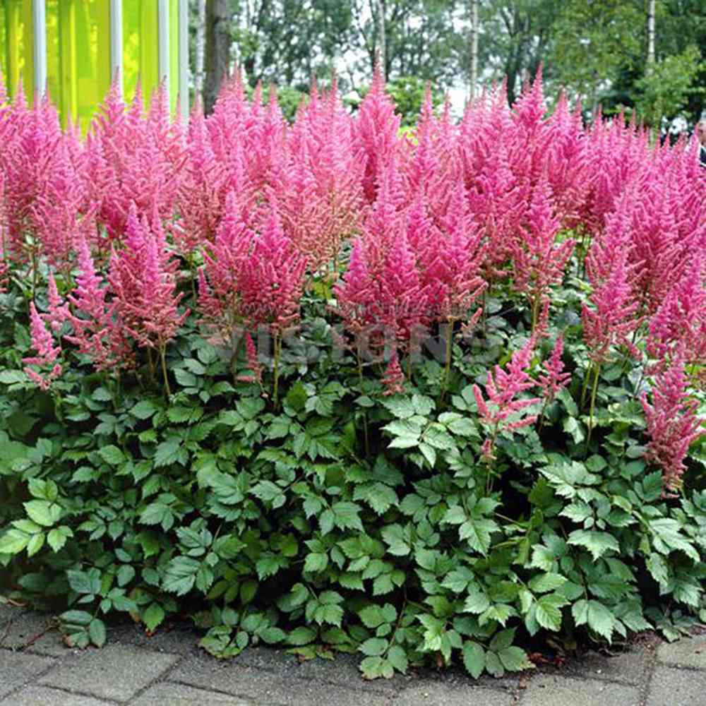 Astilbe Vision in Pink, cu flori roz-pink