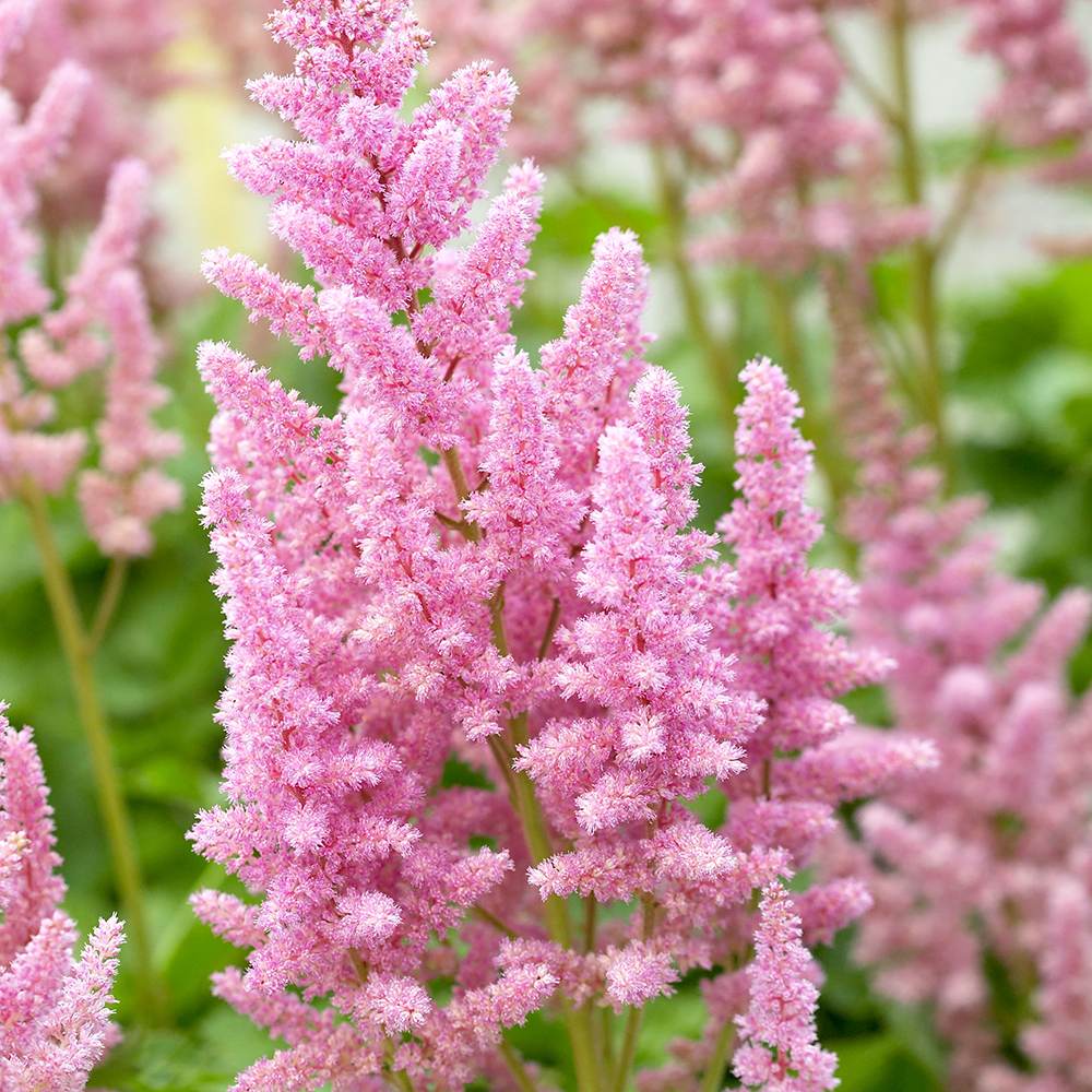 Astilbe Vision in Pink, cu flori roz-pink