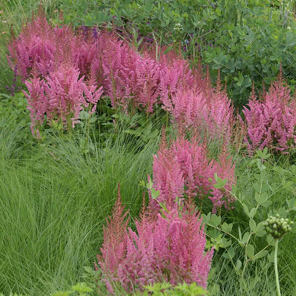 Astilbe Vision in Pink, cu flori roz-pink