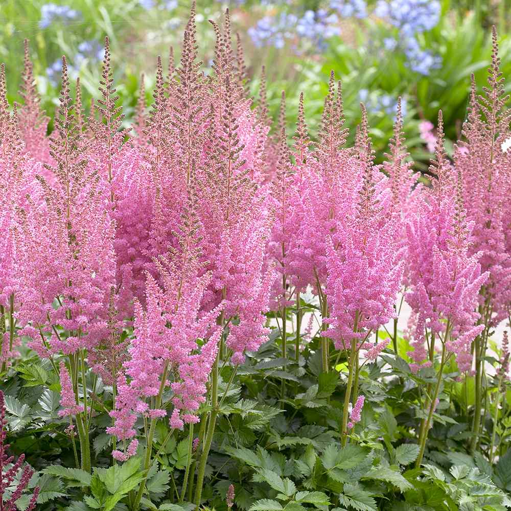 Astilbe Vision in Pink, cu flori roz-pink