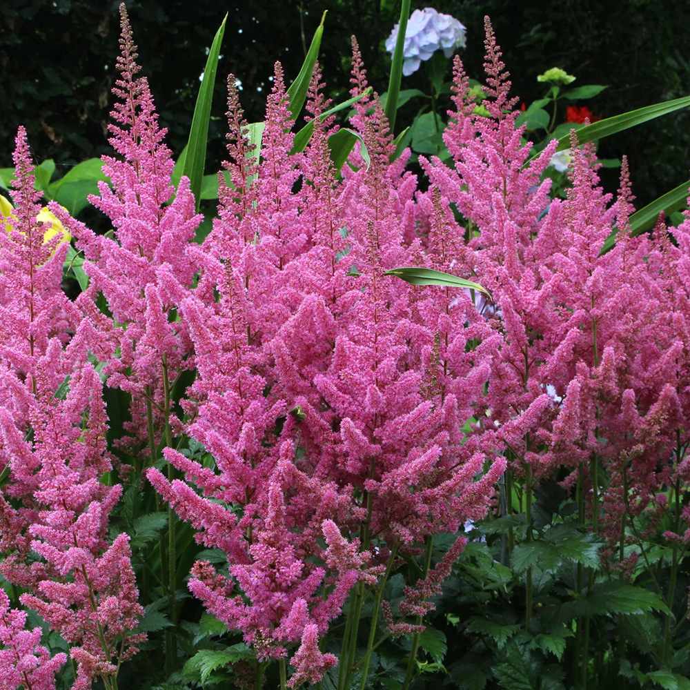 Astilbe Vision in Pink, cu flori roz-pink