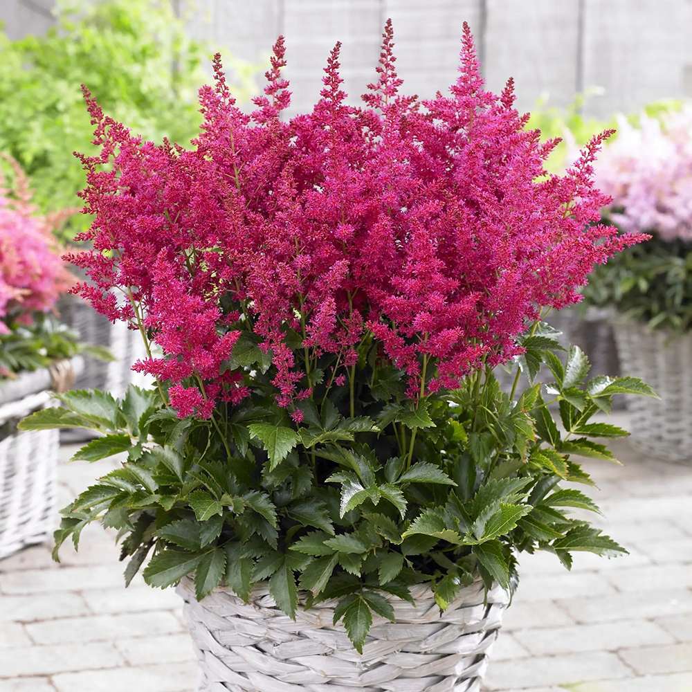 Astilbe Younique Ruby Red, cu flori rosii-rubiniu