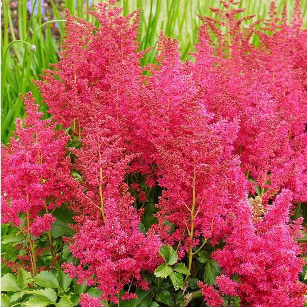 Astilbe Younique Ruby Red, cu flori rosii-rubiniu