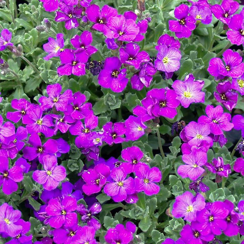 Aubrieta Downers