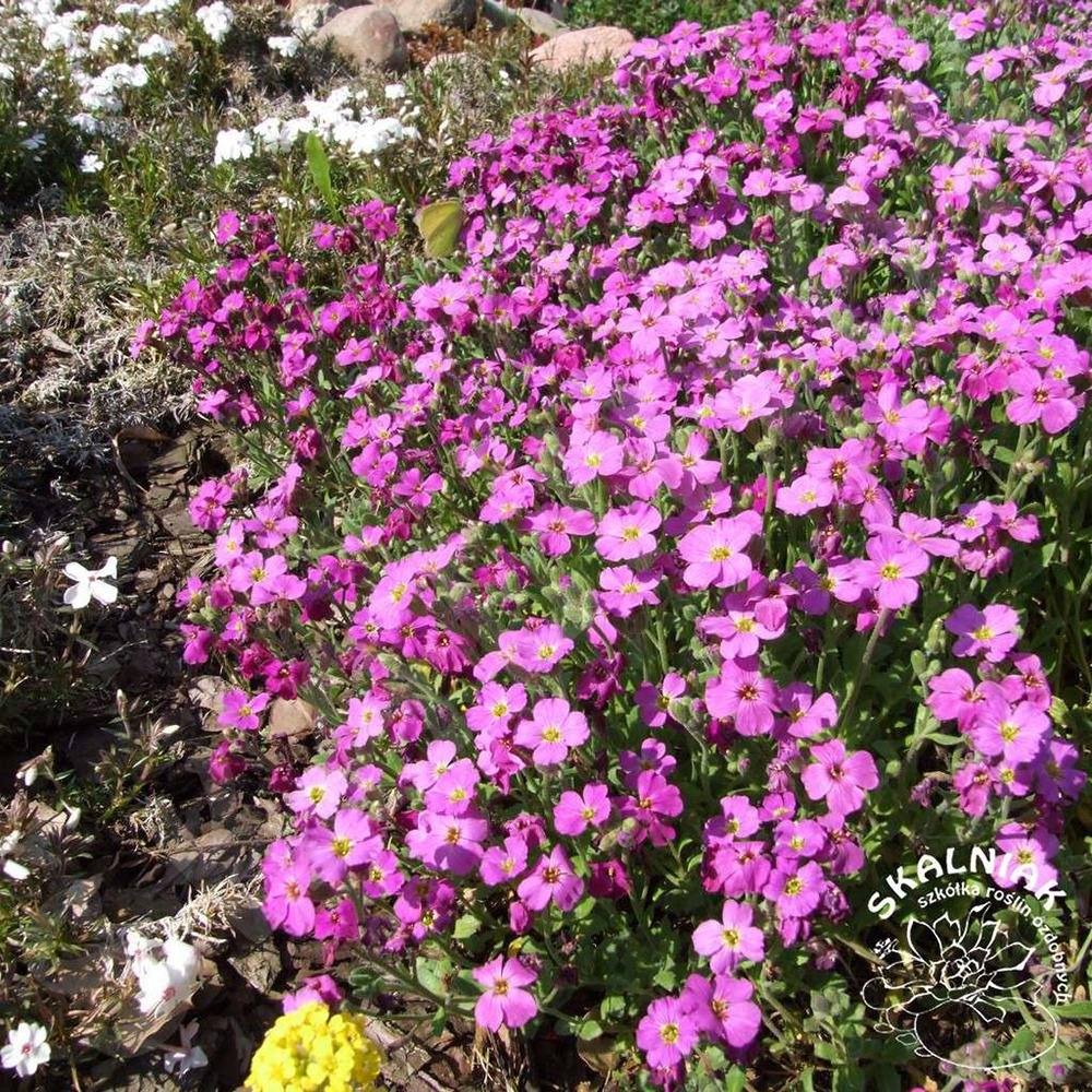 Aubrieta Rosenteppich