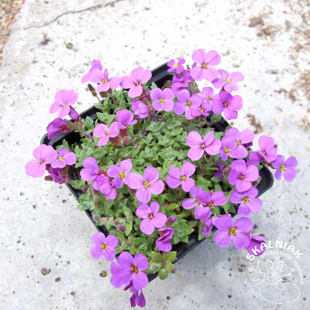 Aubrieta Rosenteppich