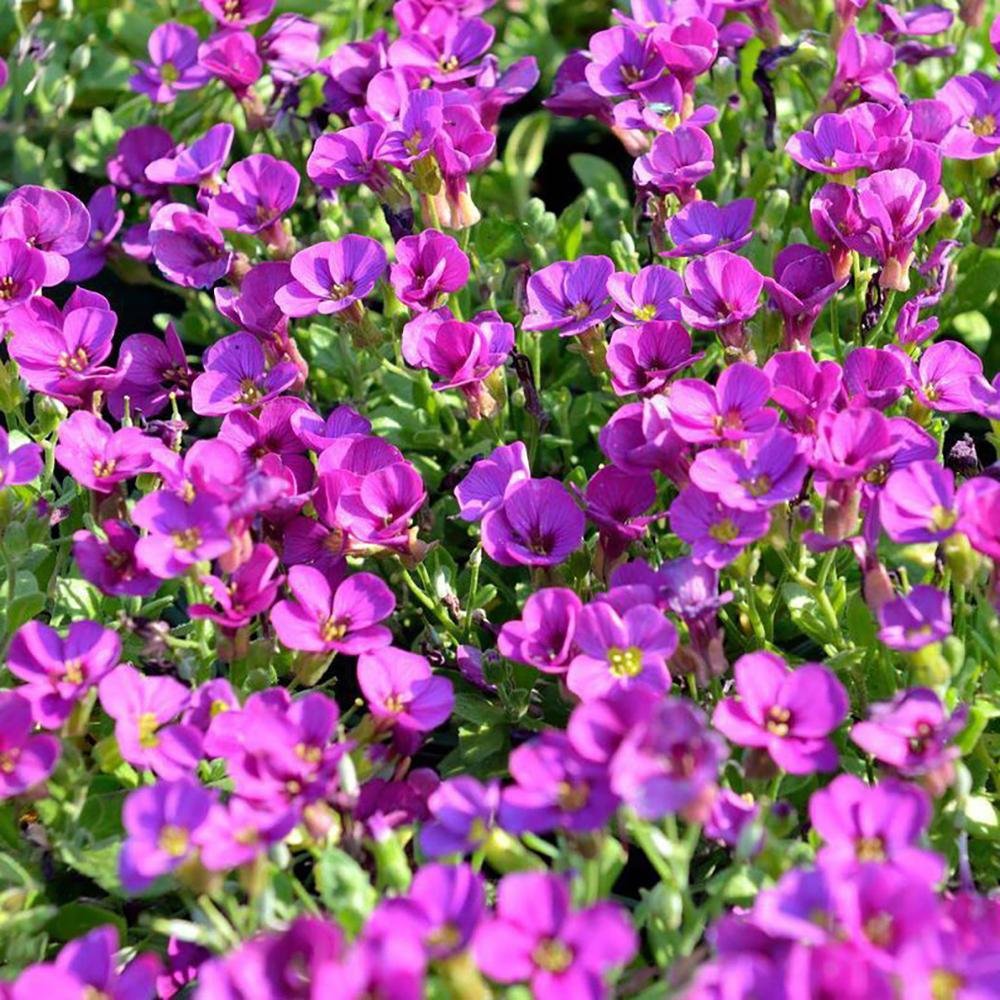 Aubrieta Rosenteppich