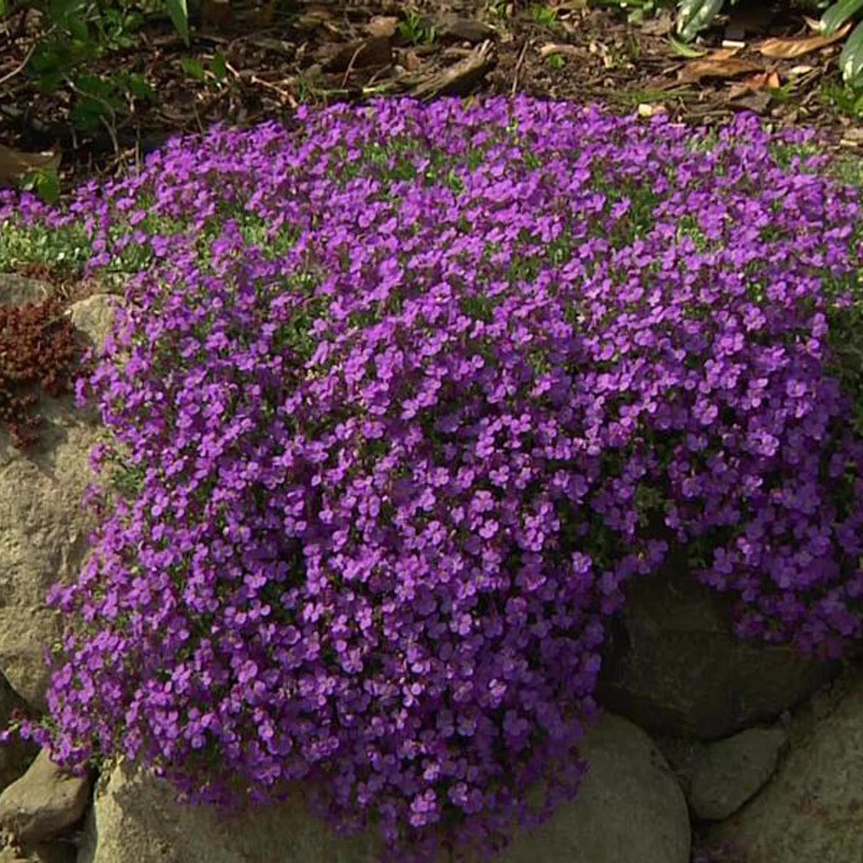 Aubrieta Cascade Purple (Campanula), taratoare, cu flori violet intens