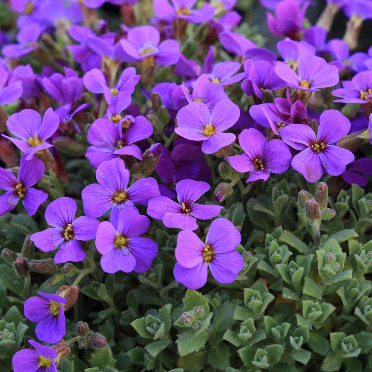 Aubrieta Cascade Purple (Campanula), taratoare, cu flori violet intens