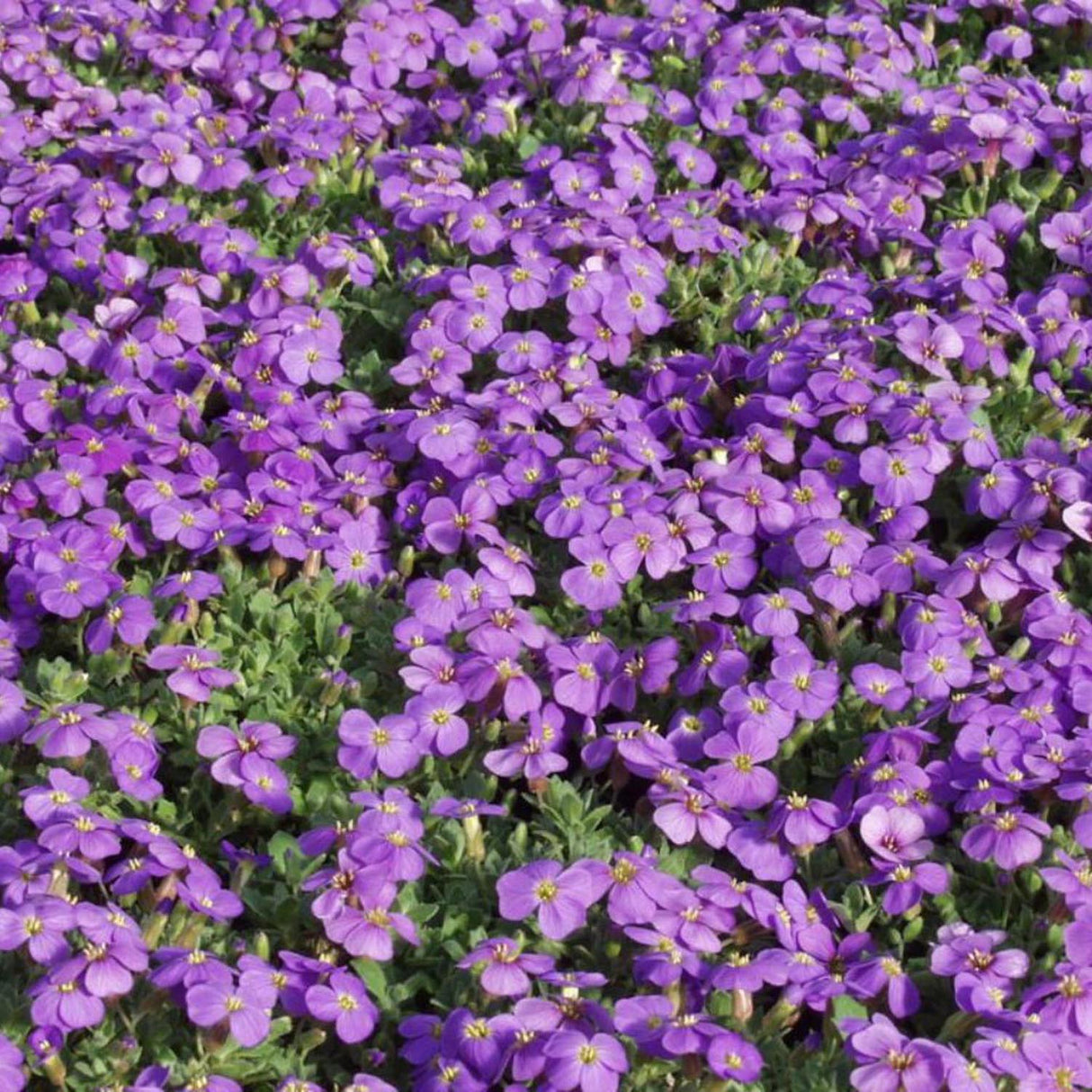 Aubrieta Cascade Purple (Campanula), taratoare, cu flori violet intens