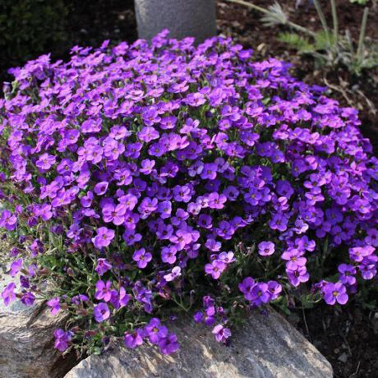 Aubrieta Cascade Purple (Campanula), taratoare, cu flori violet intens