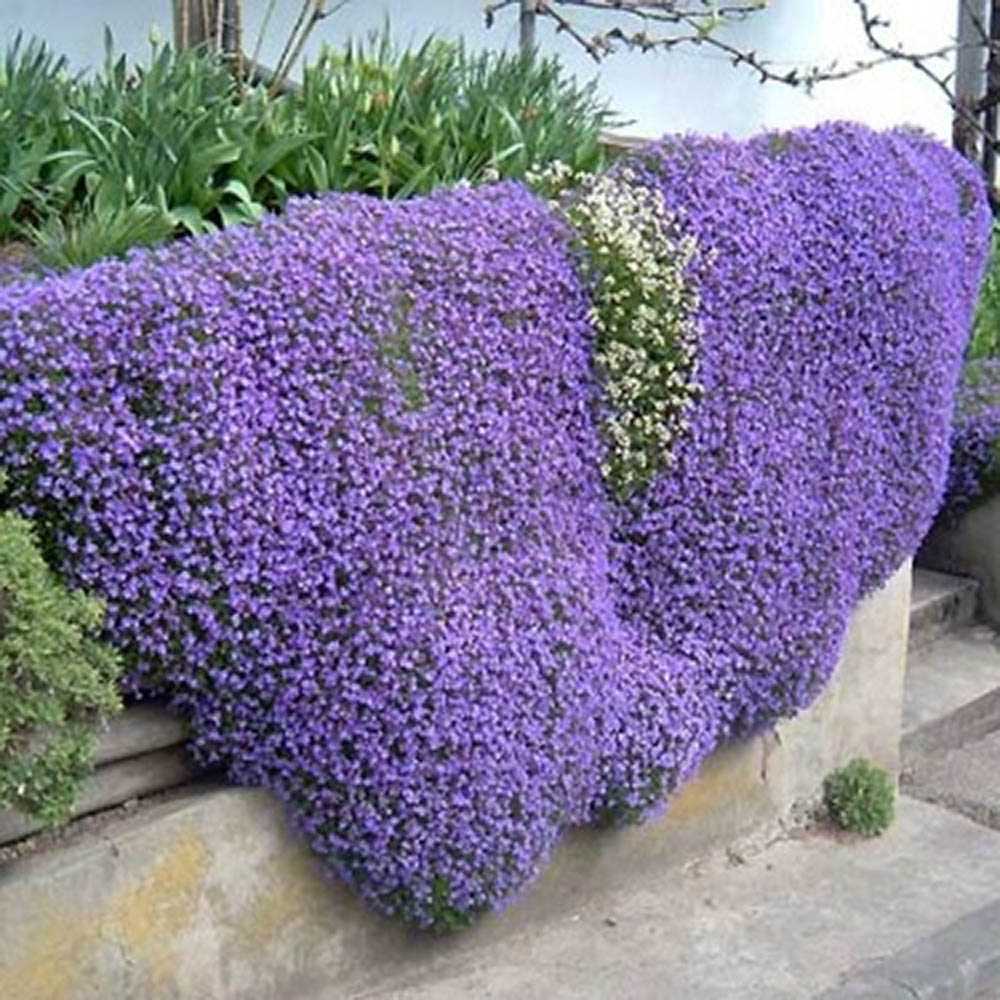 Aubrieta Cascade Blue (Campanula), taratoare, cu flori albastre-mov