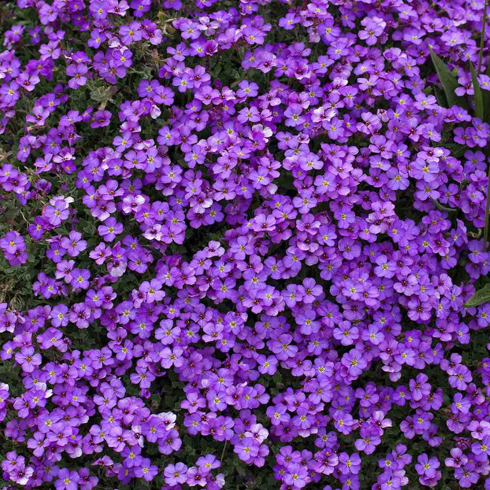 Aubrieta Cascade Blue (Campanula), taratoare, cu flori albastre-mov