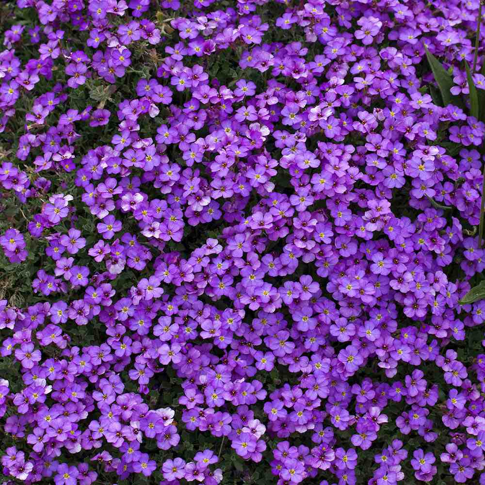 Aubrieta Cascade Blue (Aubretia), cu flori albastre-mov, acoperitoare - VERDENA-livrat in ghiveci de 2 l