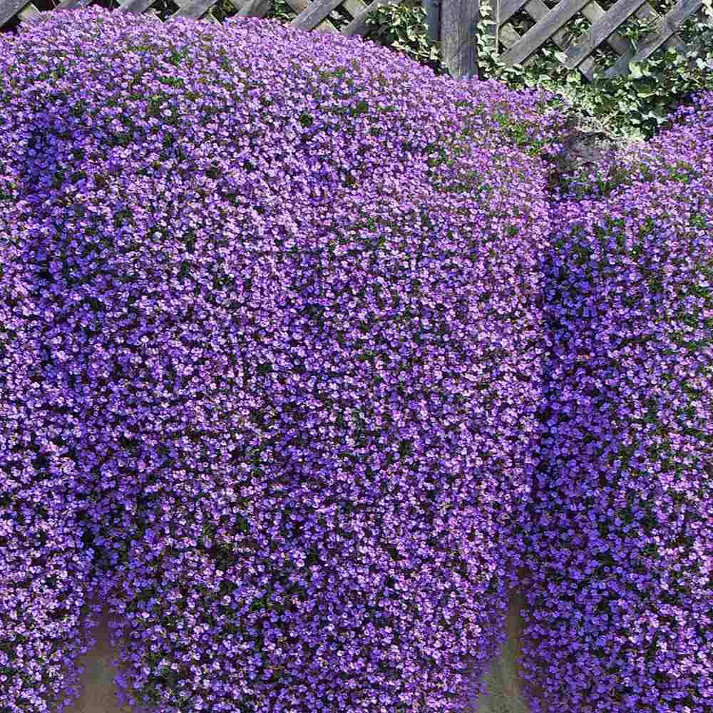 Aubrieta Cascade Blue (Campanula), taratoare, cu flori albastre-mov