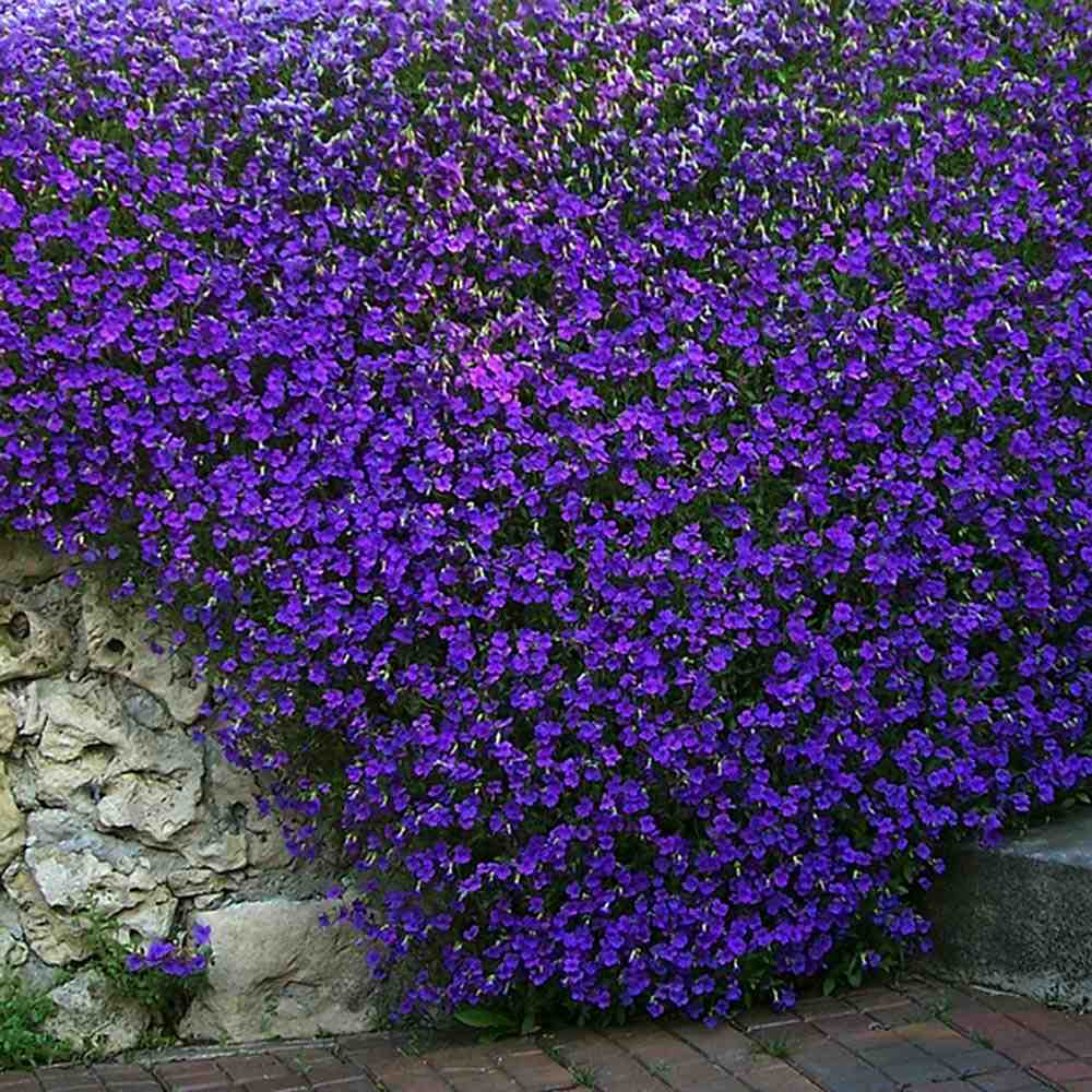 Aubrieta Cascade Blue (Campanula), taratoare, cu flori albastre-mov