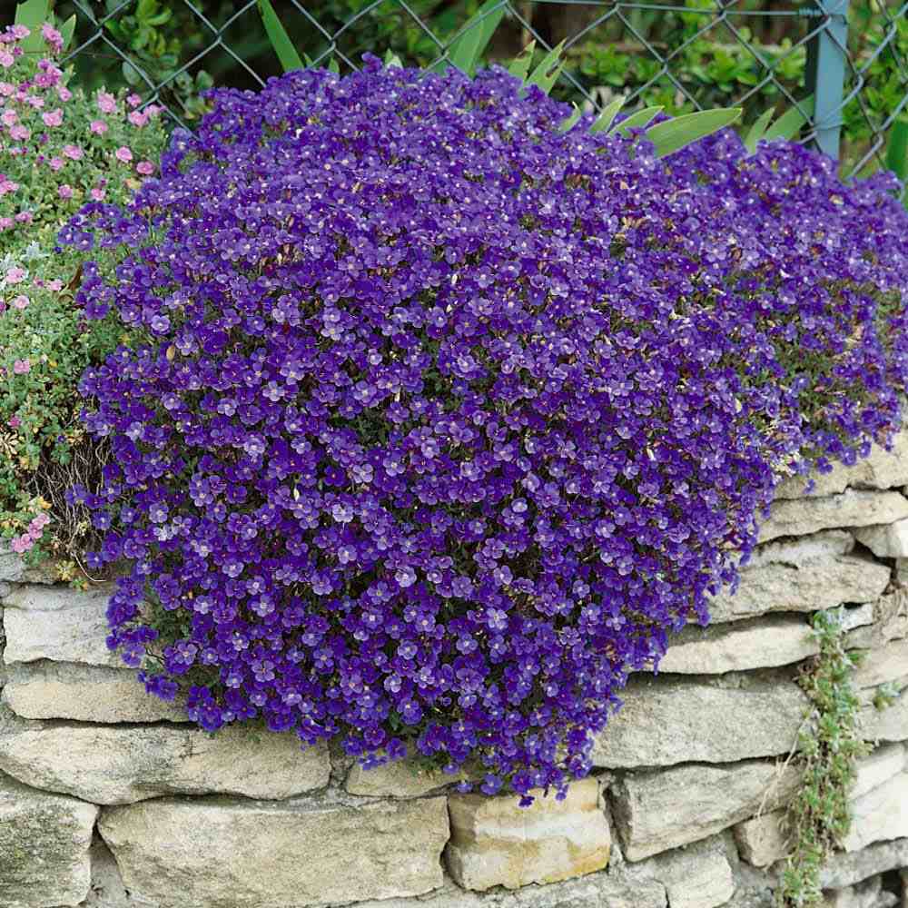 Aubrieta Cascade Blue (Campanula), taratoare, cu flori albastre-mov