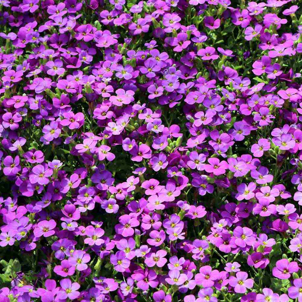 Aubrieta Hamburger Stadtpark (Campanula), taratoare, cu flori violet intens