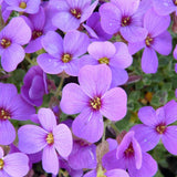 Aubrieta Hamburger Stadtpark (Campanula), taratoare, cu flori violet intens - VERDENA-livrat in ghiveci de 0.7 l
