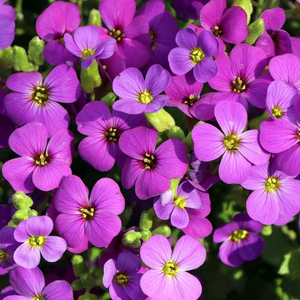 Aubrieta Hamburger Stadtpark (Campanula), taratoare, cu flori violet intens